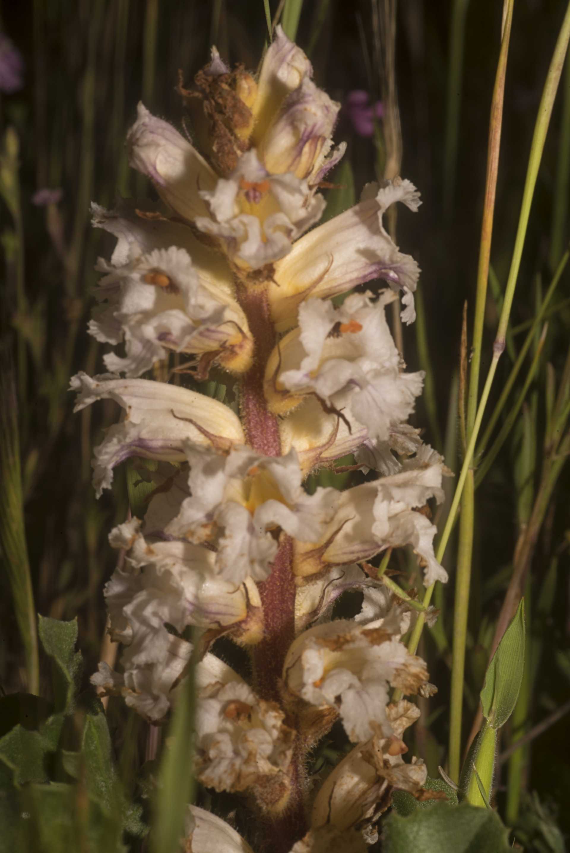 L''orobanche, la pianta strozza-legumi